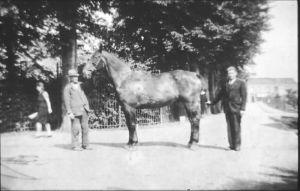 1938
Piet Loos met paard van de vuilniskar. Rechts zoon Piet. Hoogesteeg, richting 'Ballenbrug' Op achtergrond caf? Het Witte Huis Vooreiland
