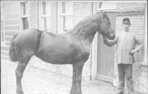1908
Klaas Molenaar, koetsier, alias "Zwarte Klaas" Hoek Westersingel/ Baenesingel. Caf? "de Tijd" 
